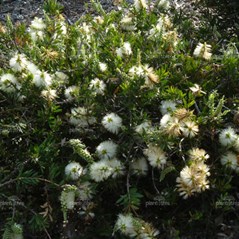 Callistemon Citrinus White Anzac