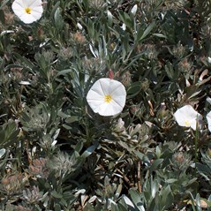 convolvulus cneorum