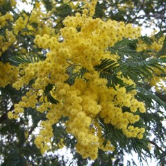 Acacia dealbata