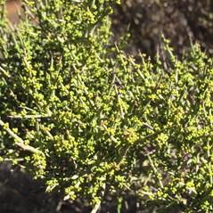 Acacia spinescens