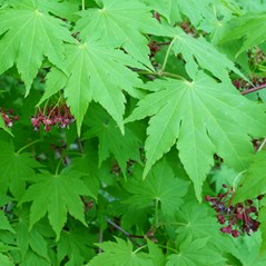 Acer sieboldianum 'Kinugasa yama'