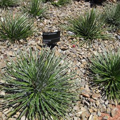 Agave Geminiflora