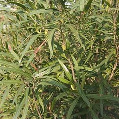 Alectryon oleifolius