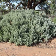 Atriplex rhagodioides