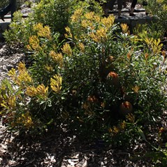 Banksia baueri