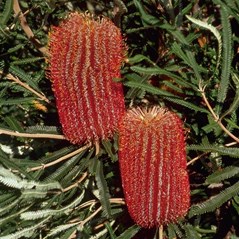 Banksia brownii