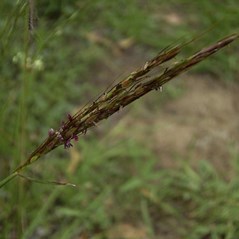 Bothriochloa macra