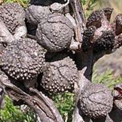 Callitris verrucosa