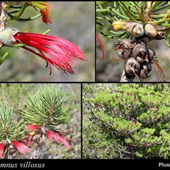Calothamnus villosus