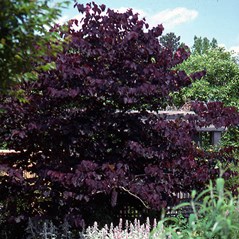 Panay Tree Cercis canadensis 'Forest Pansy'