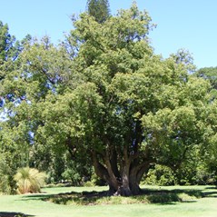 Cinnamomum camphora