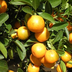 Citrus japonica