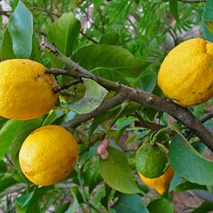 Citrus medica