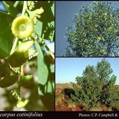 Codonocarpus cotinifolius