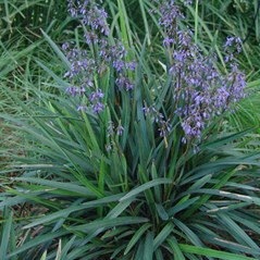 Dianella caerulea 'Little Jess'