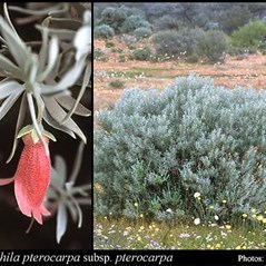 Eremophila pterocarpa