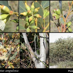 Eucalyptus angulosa