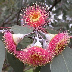 Eucalyptus caesia