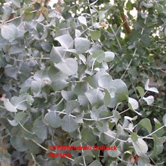 Eucalyptus cinerea