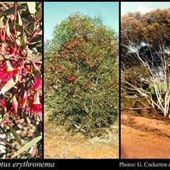 Eucalyptus erythronema