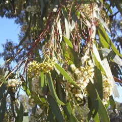 Eucalyptus largiflorens