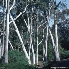 Eucalyptus mannifera