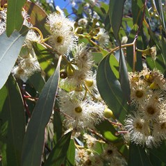 Eucalyptus melliodora