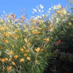 Grevillea 'Honey Gem'