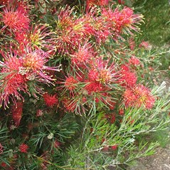 Grevillea 'Winpara Gem'