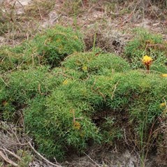 Isopogon ceratophyllus