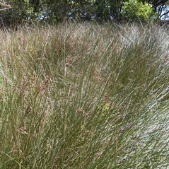 Juncus kraussii