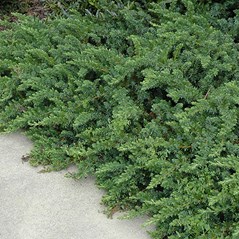 Juniperus conferta 'Emerald Sea'