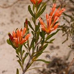 Lambertia multiflora