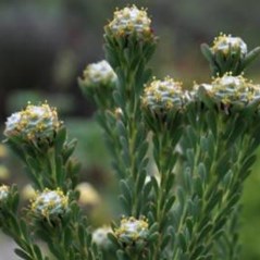 Leucadendron linifolium