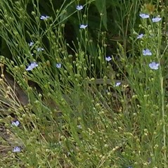 Linum marginale