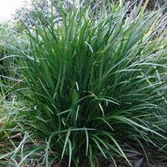 Liriope muscari 'Just Right'