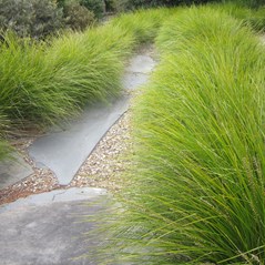 Lomandra longifolia 'Tanika'