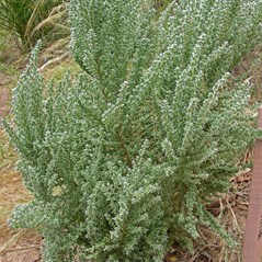 Maireana brevifolia