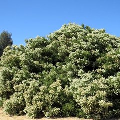 Rottnest tea-tree (Melaleuca lanceolata) – Honkey Nuts