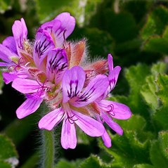 Pelargonium australe