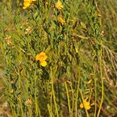 Petalostylis labicheoides