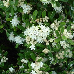 Phebalium squamulosum ssp. argenteum