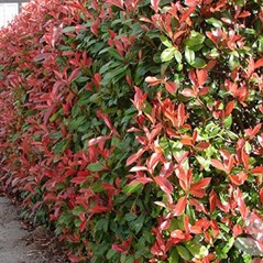 Photinia robusta