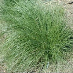 Poa poiformis 'Courtney'