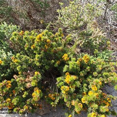 Pultenaea acerosa