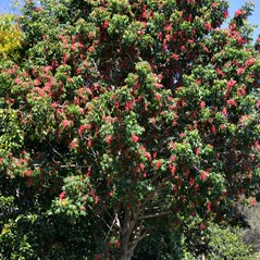 Rhodosphaera rhodanthema