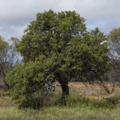 Santalum spicatum