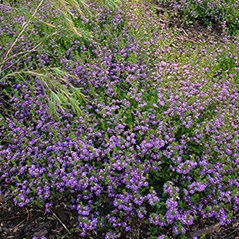 Scaevola aemula 'Aussie Crawl