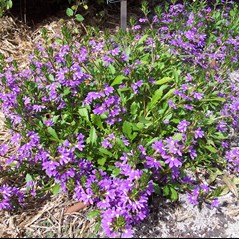 Scaevola aemula 'Fandancer'