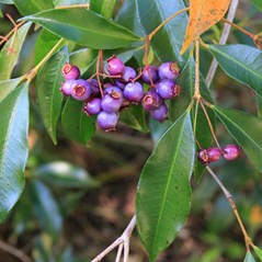 Syzygium oleosum